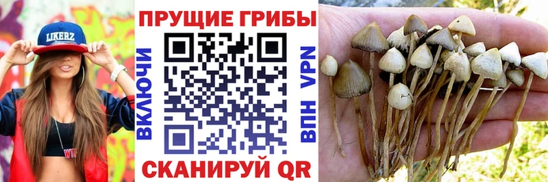 купить  сайты  Ртищево  mega как войти  Псилоцибиновые грибы MAGIC MUSHROOMS 